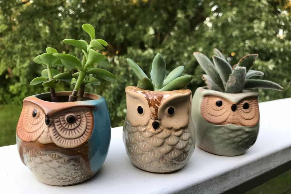 Succulents in ceramic pots on the balcony.