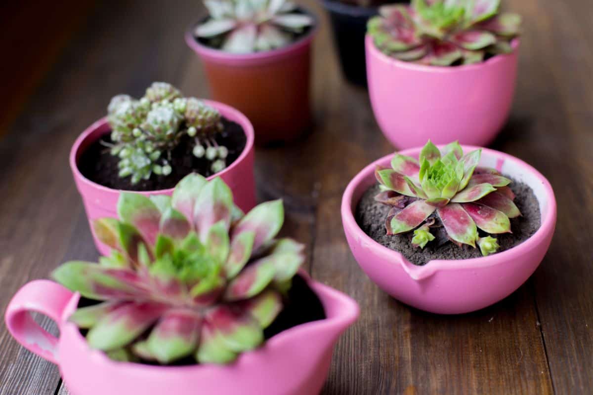 Succulents in pinks pots on wooden table.