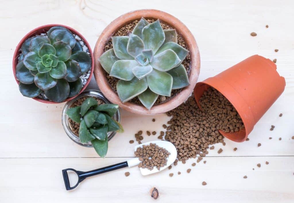 Best Soil for Succulents Indoors: How To Choose and Mix Your Own ...