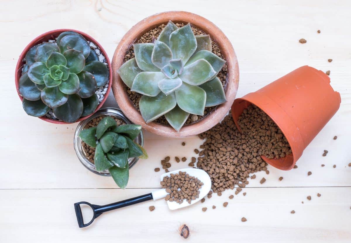 Succulents in pots with soil and shovel.