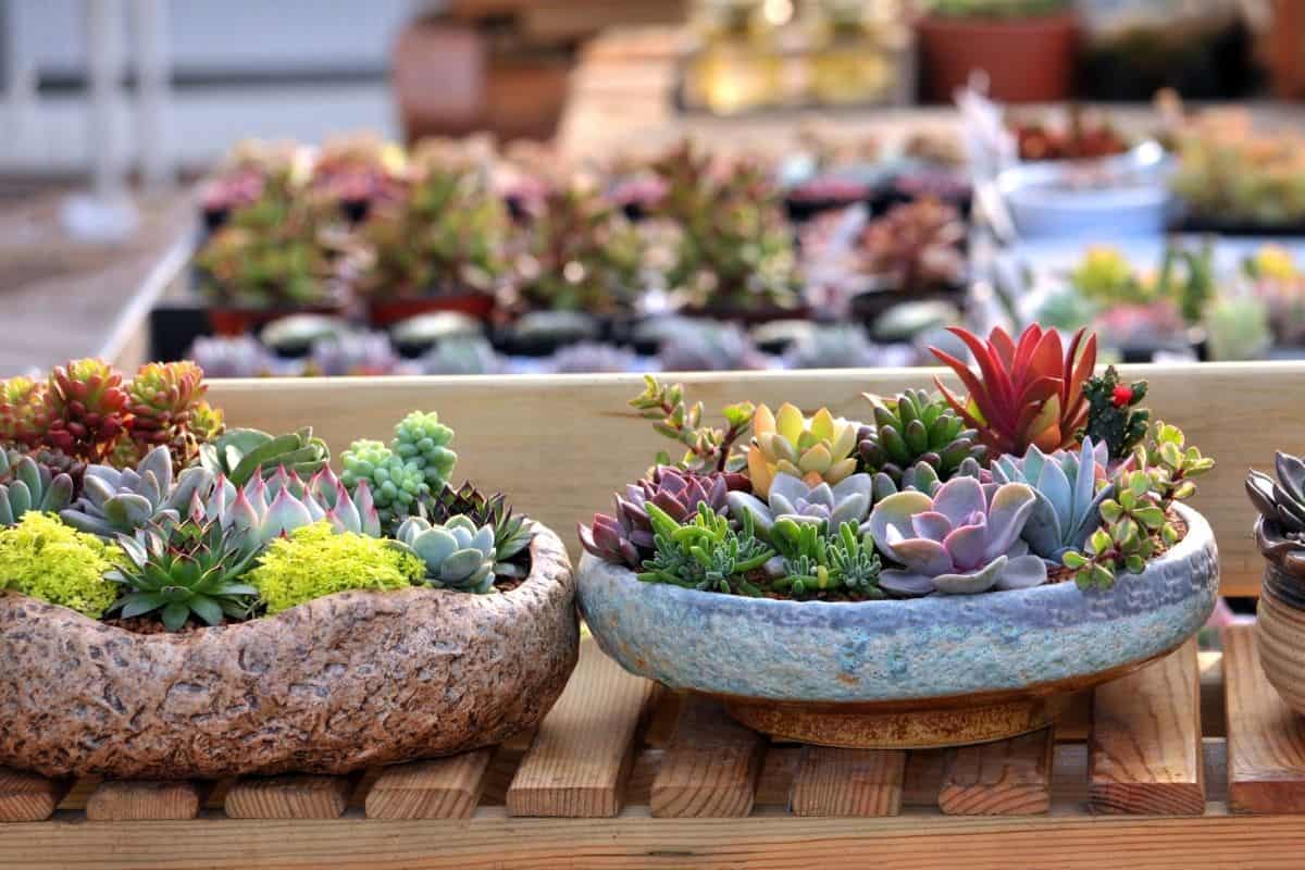 Beatiful colorful succulents in unusual pots on a wooden rack.