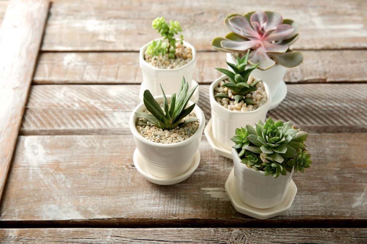Succulents in white pots on wooden table.