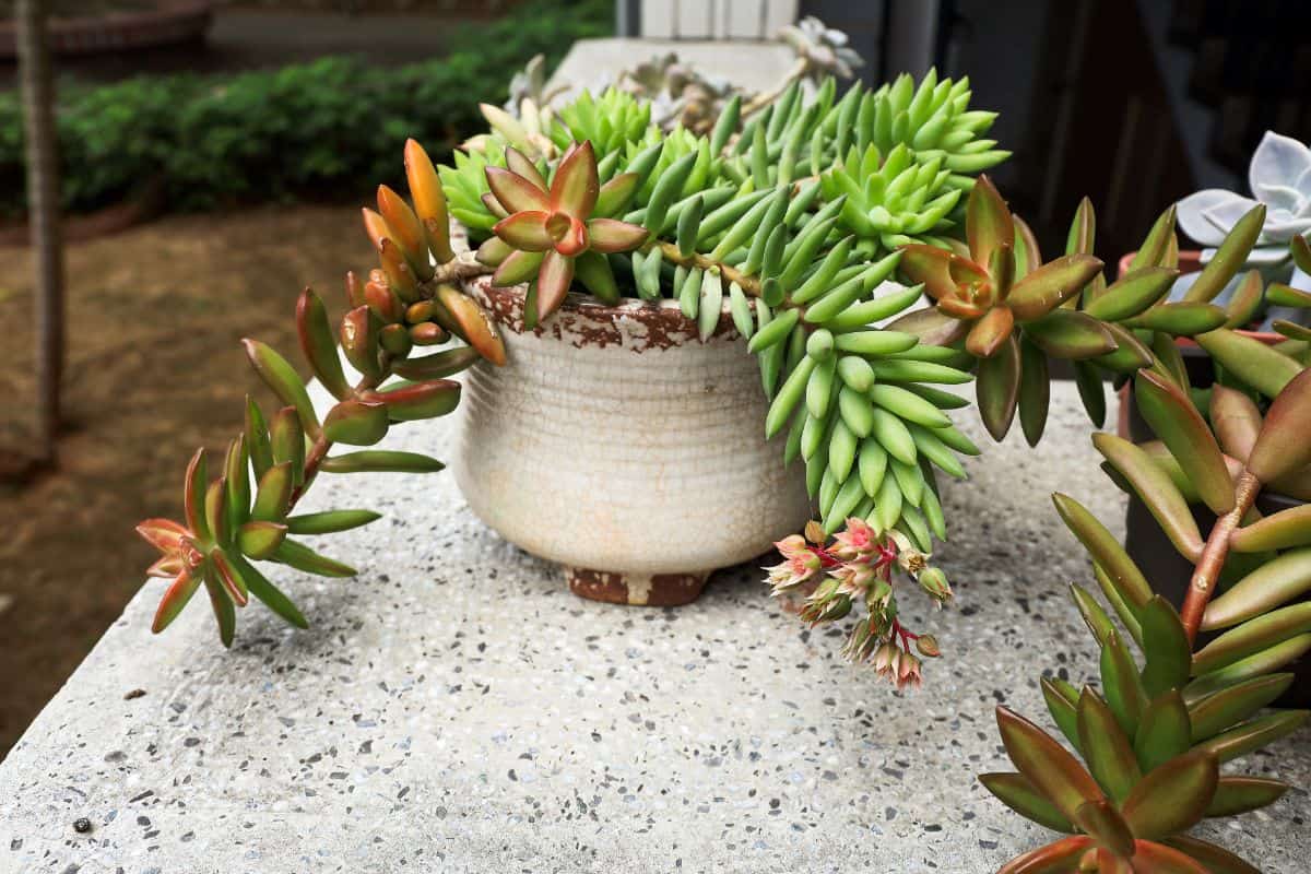 Big tal succulent in white pot on rocky ground.