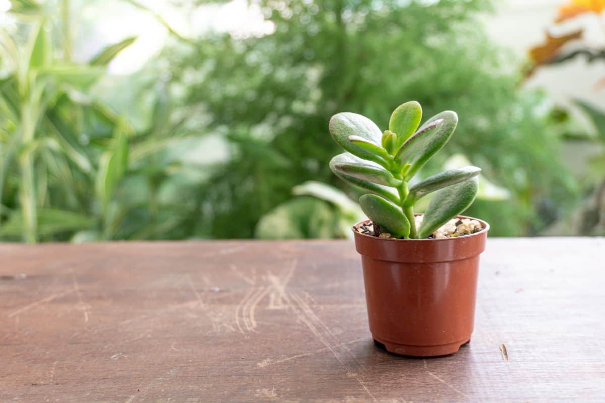 Tall succulent in a brown pot on a table.