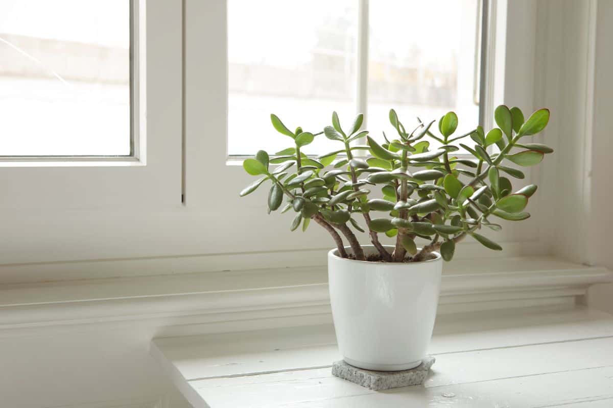 Tall succulent in a white pot on the table near window.