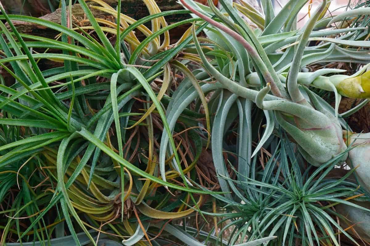 Tillandsia growing on tree trunk.