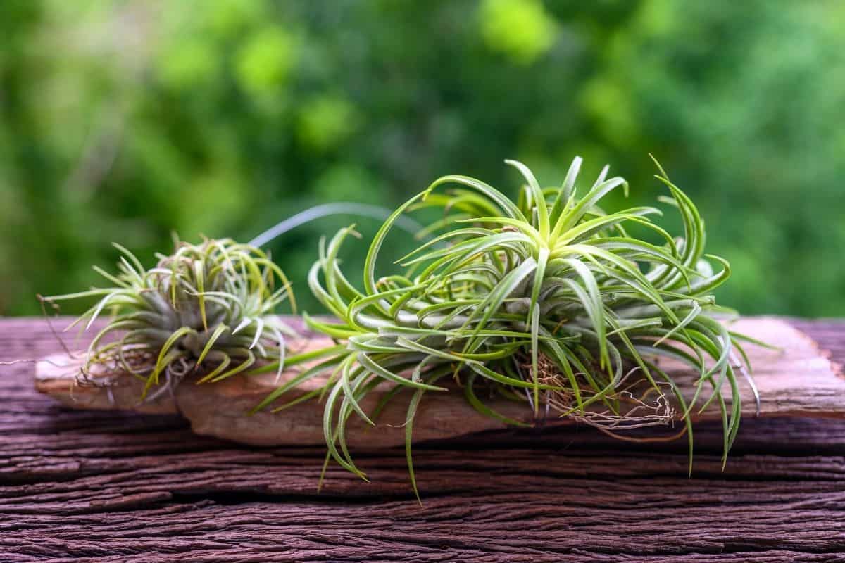 Tillamdsia on wooden table.