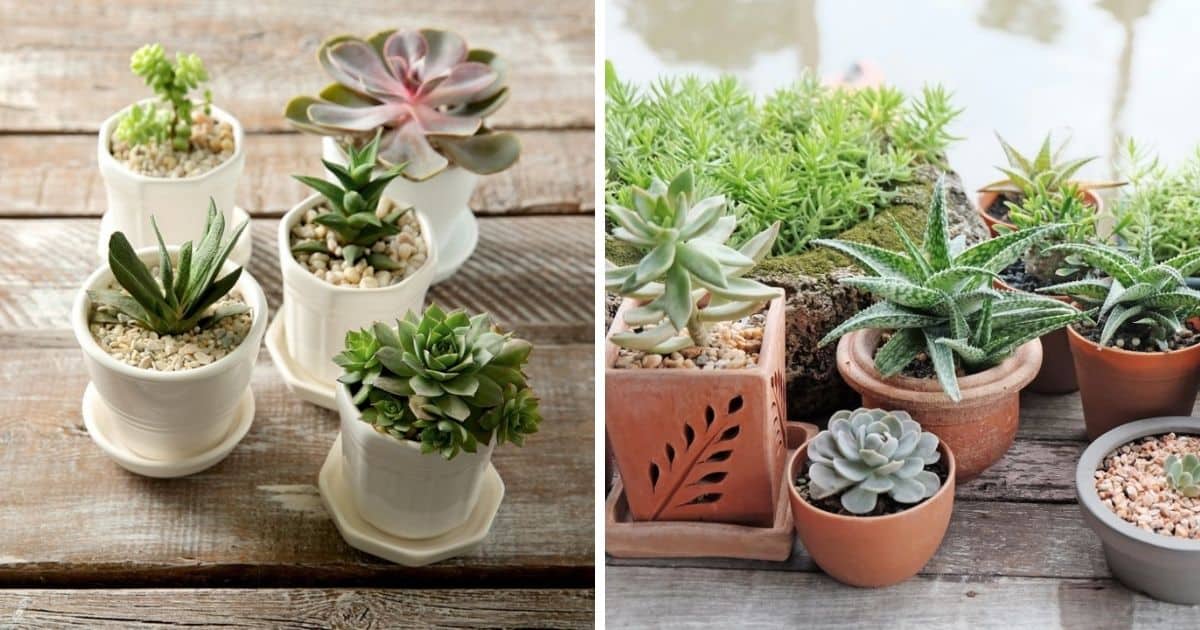 Top Dressing for Succulents A Quick Guide Sublime Succulents
