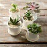 Succulents in white pots on wooden table.