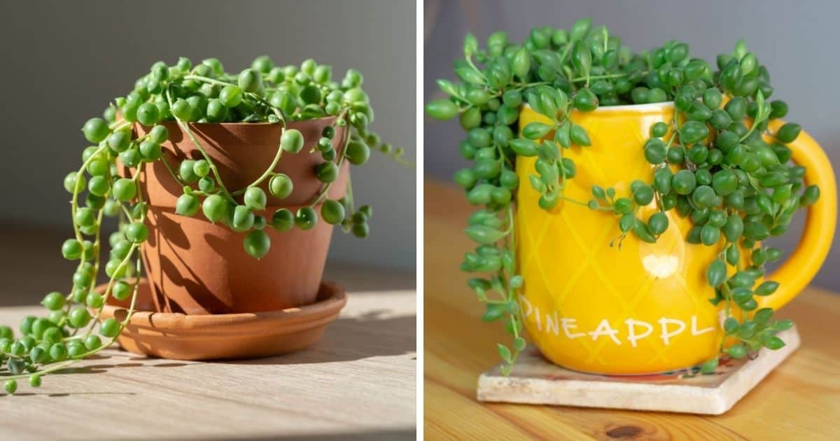 Underwatered String of Pearls A Quick Guide Sublime Succulents