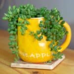 String of Pearls in yellow pot on brown table.