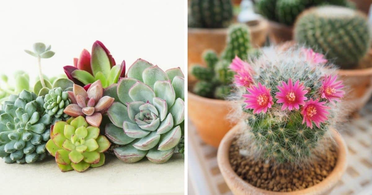 Unusual Succulents for Sale and Where to Buy Them Sublime Succulents