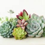 Bunch of beatiful succulents.