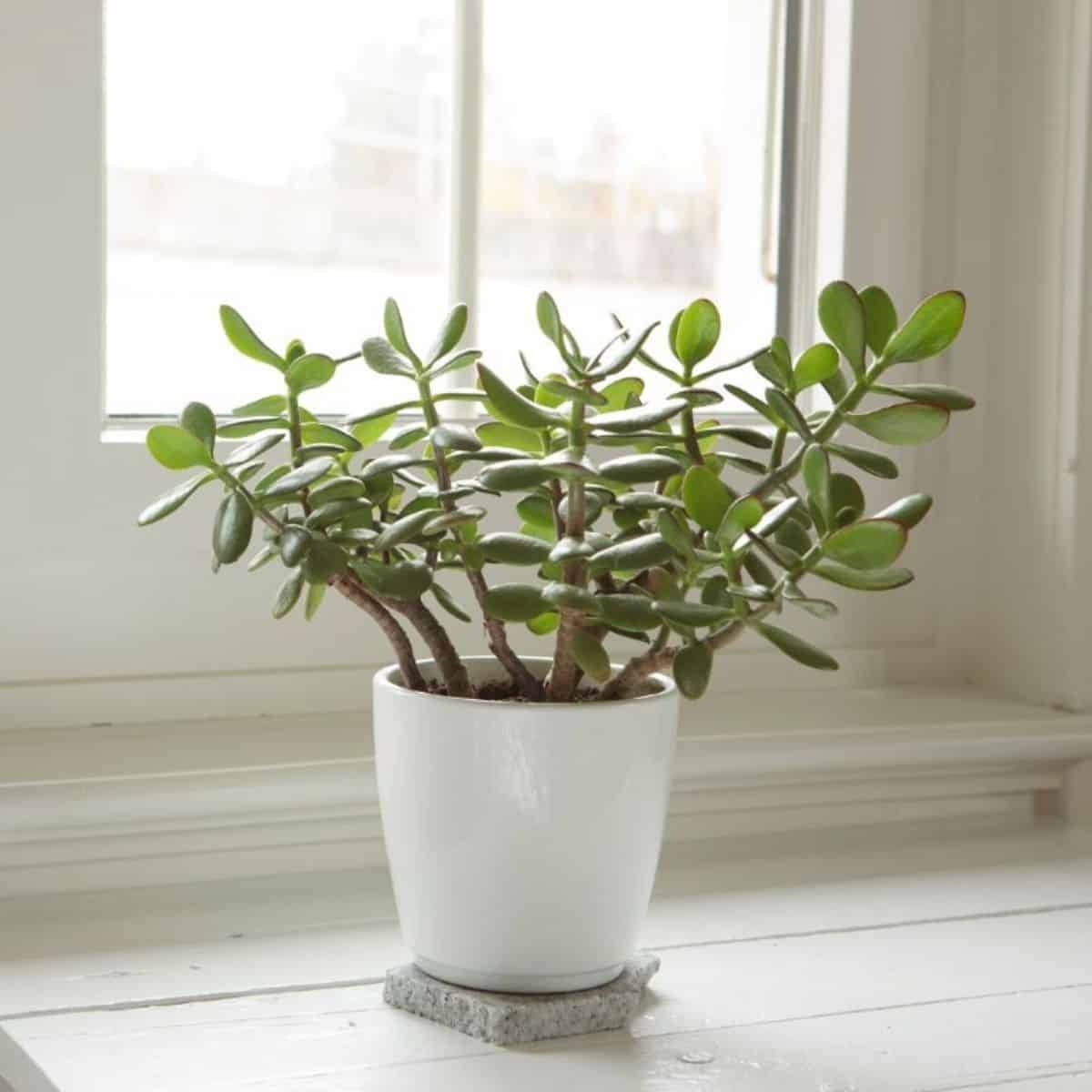 Tall succulent in a white pot on a table near window.