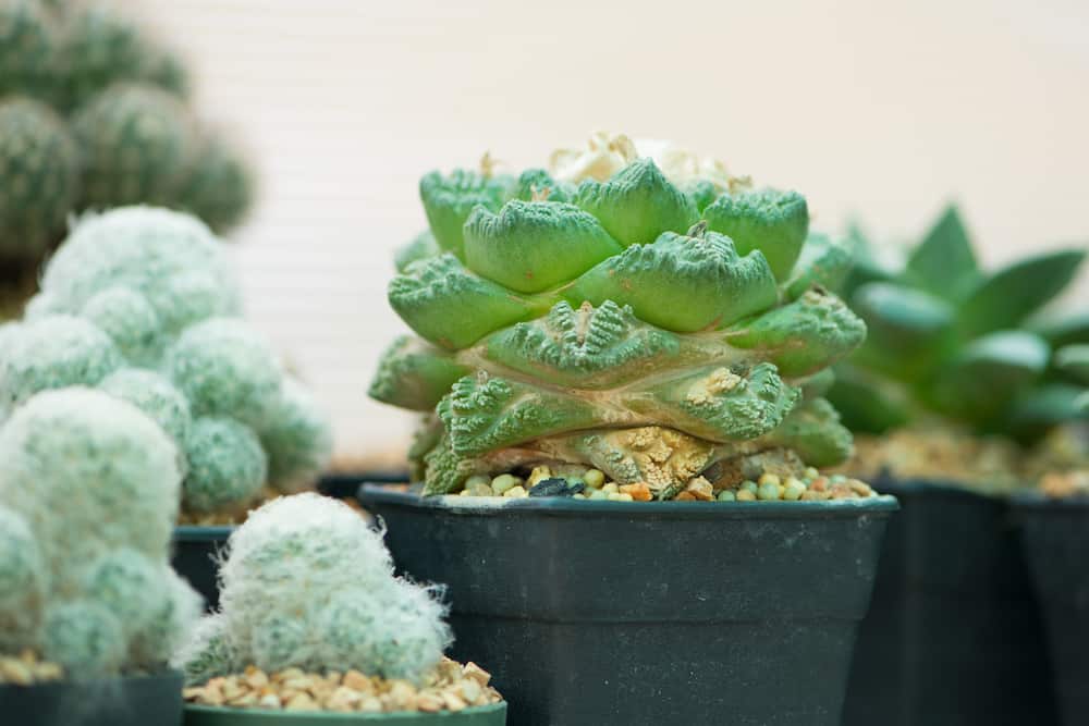 Ariocarpus in a green pot.
