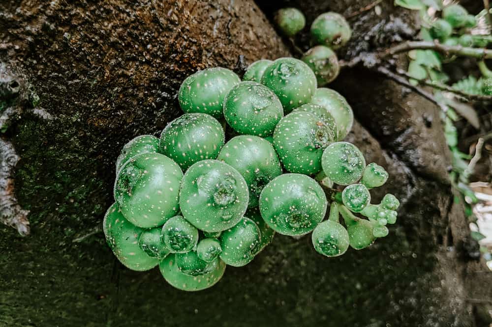 Green succulent on the tree.
