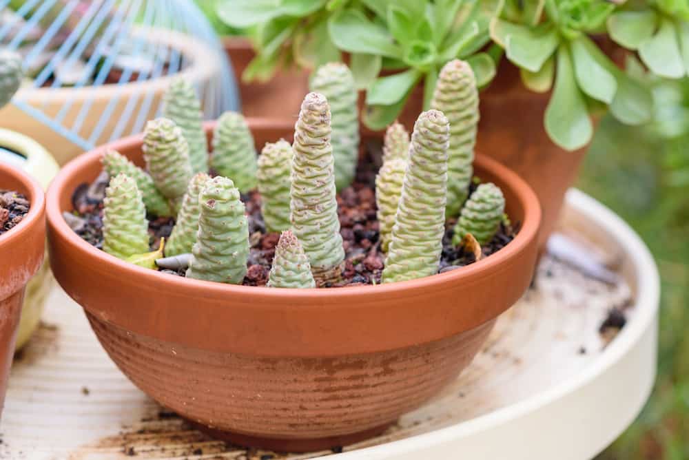 Tephrocactus in a brown pot.
