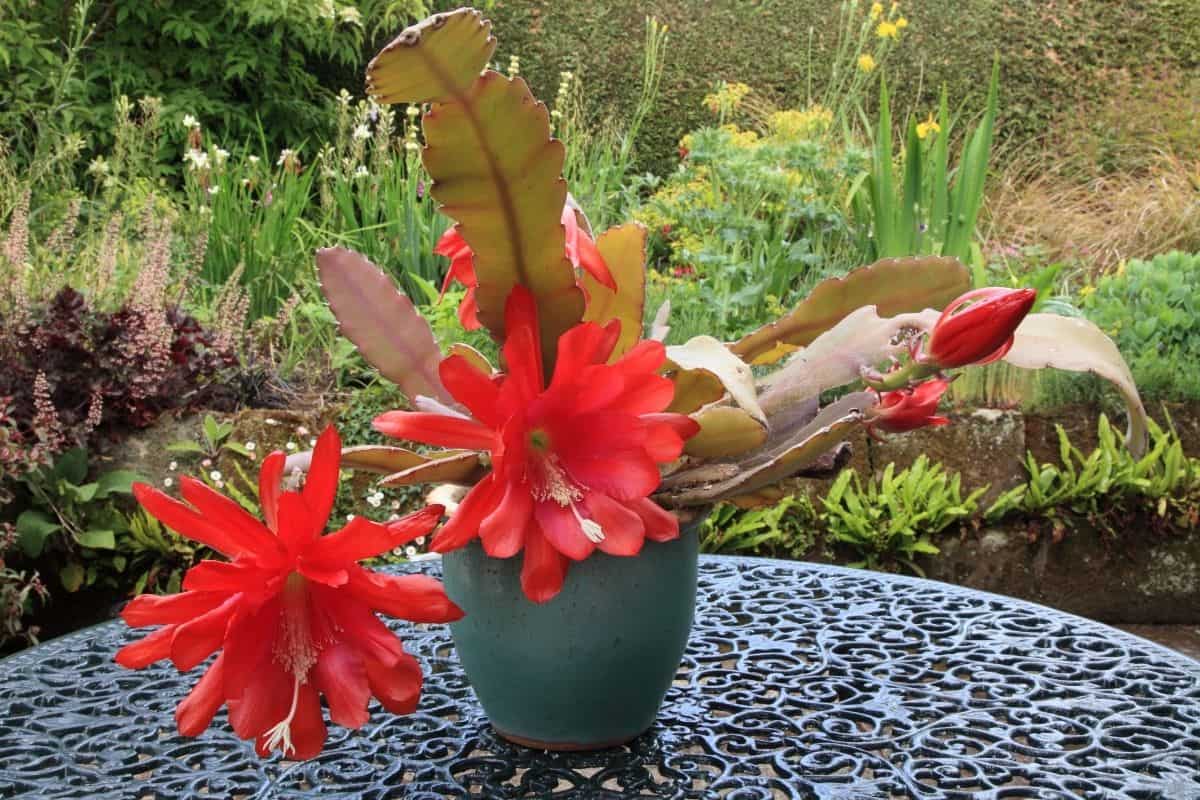 Blooming epiphyllum with red flower in blue pot on table.
