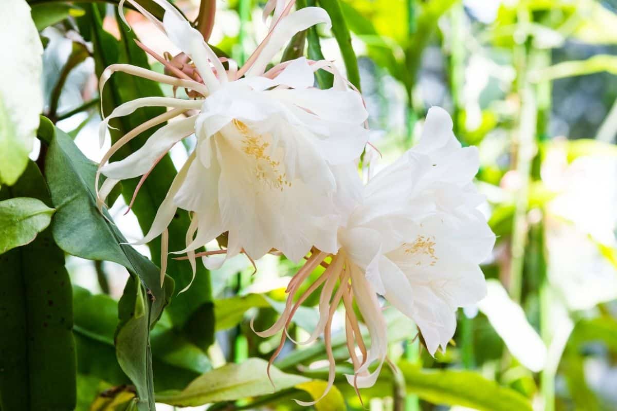 Blooming epiphyllum with white flowers on sunny day.