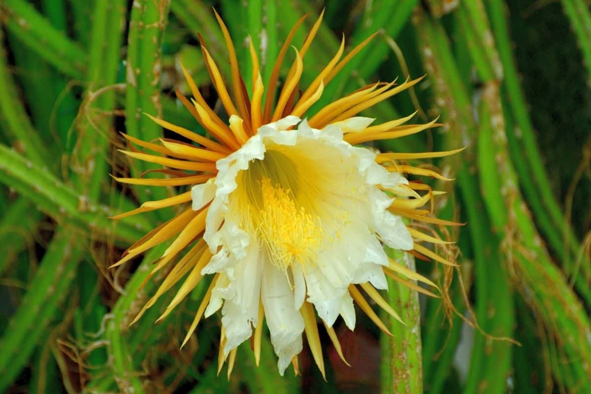 Blooming epephyllum with yellow-white flower