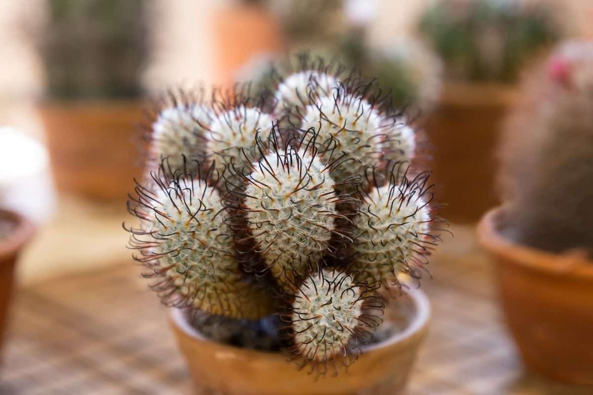 Fluffy mammilaria in ceramic pot.