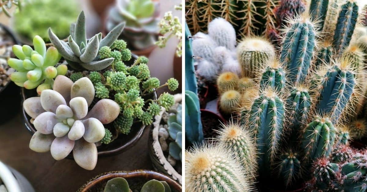 How to Find Rare Succulents and Cacti Sublime Succulents