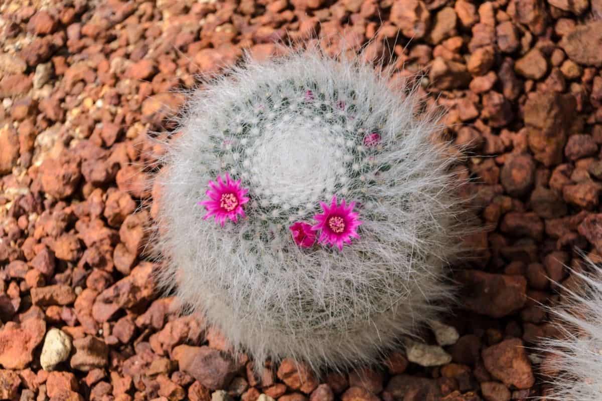 Mammillaria with blooming purple flower in rocky soil.