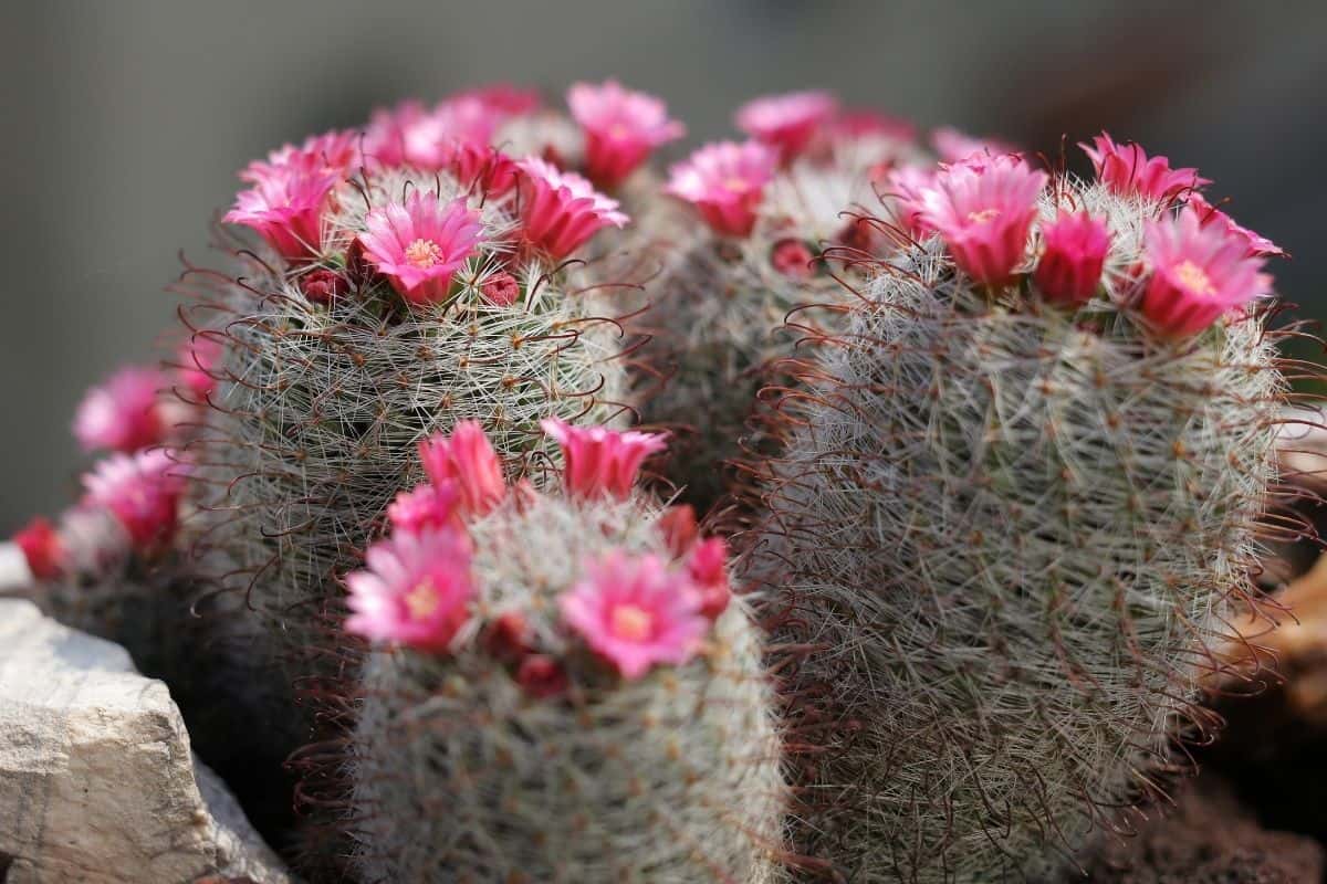 Mammillaria plant with blooming purple flowers.
