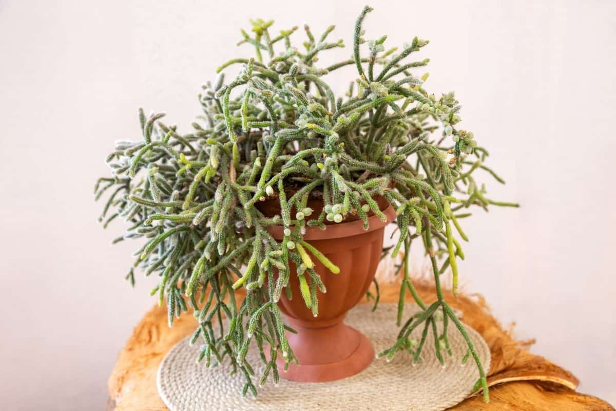 Rhipsalis in brown pot on a small table.