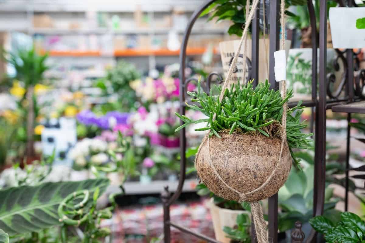 Rhipsalis in hanging coconut shell on market.