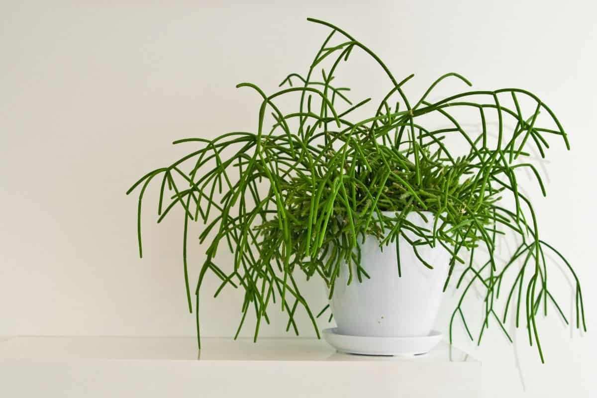 Rhipsalis in white pot on white table.