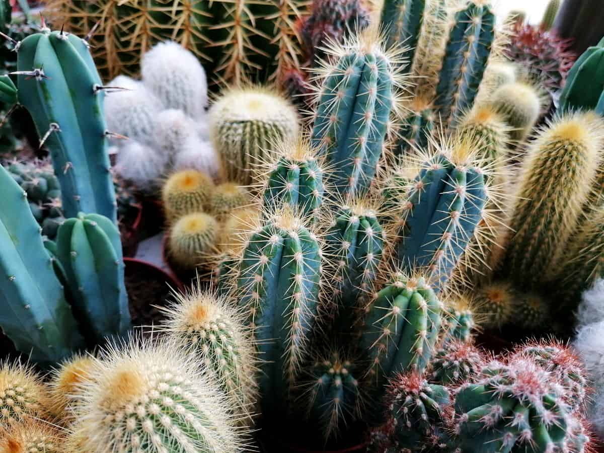 Different types of small cactuses, top view.