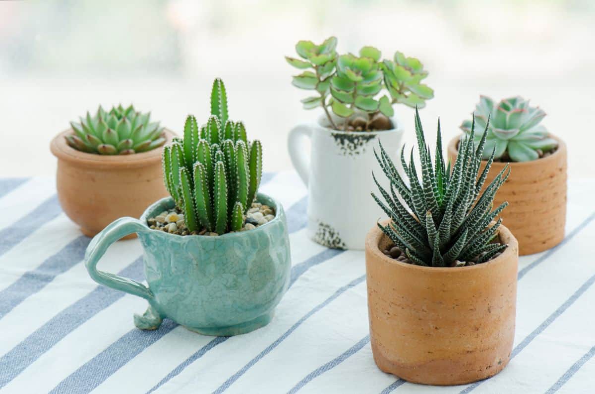 Different types of succulents in pots on table.