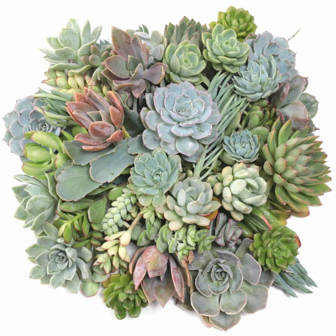 MCG Super Succulent Sampler™ Tray - 2in Containers - 25 Varieties (25)