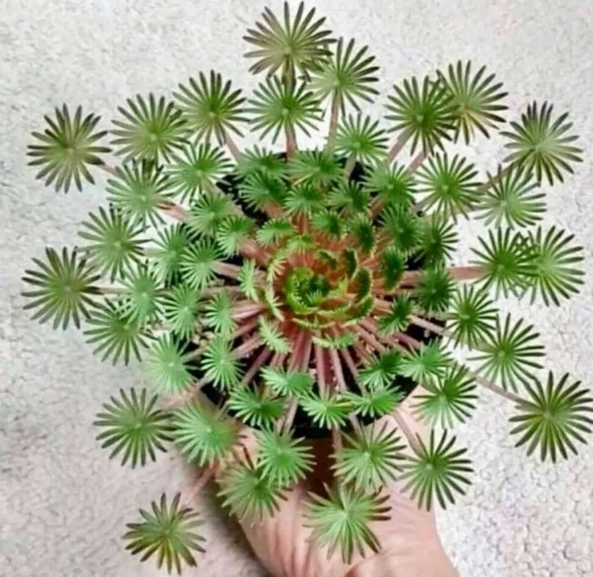 Hand holding an Oxalis Palmifrons succulent in a black pot.