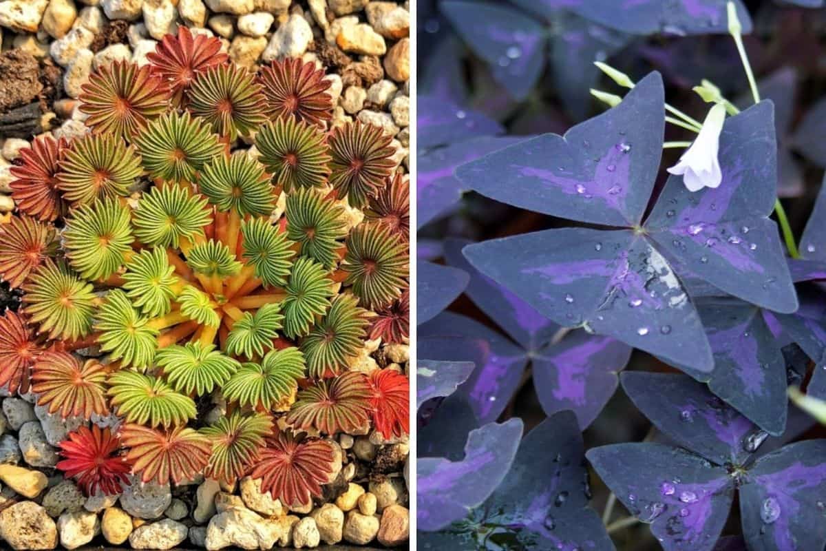 Comparison between two varieties of oxalis.