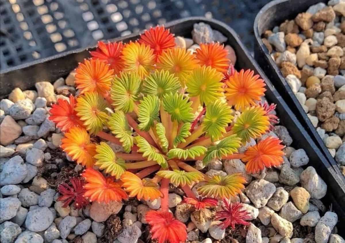 Beatiful Oxalis Palmifrons in a black pot with rocky soil.