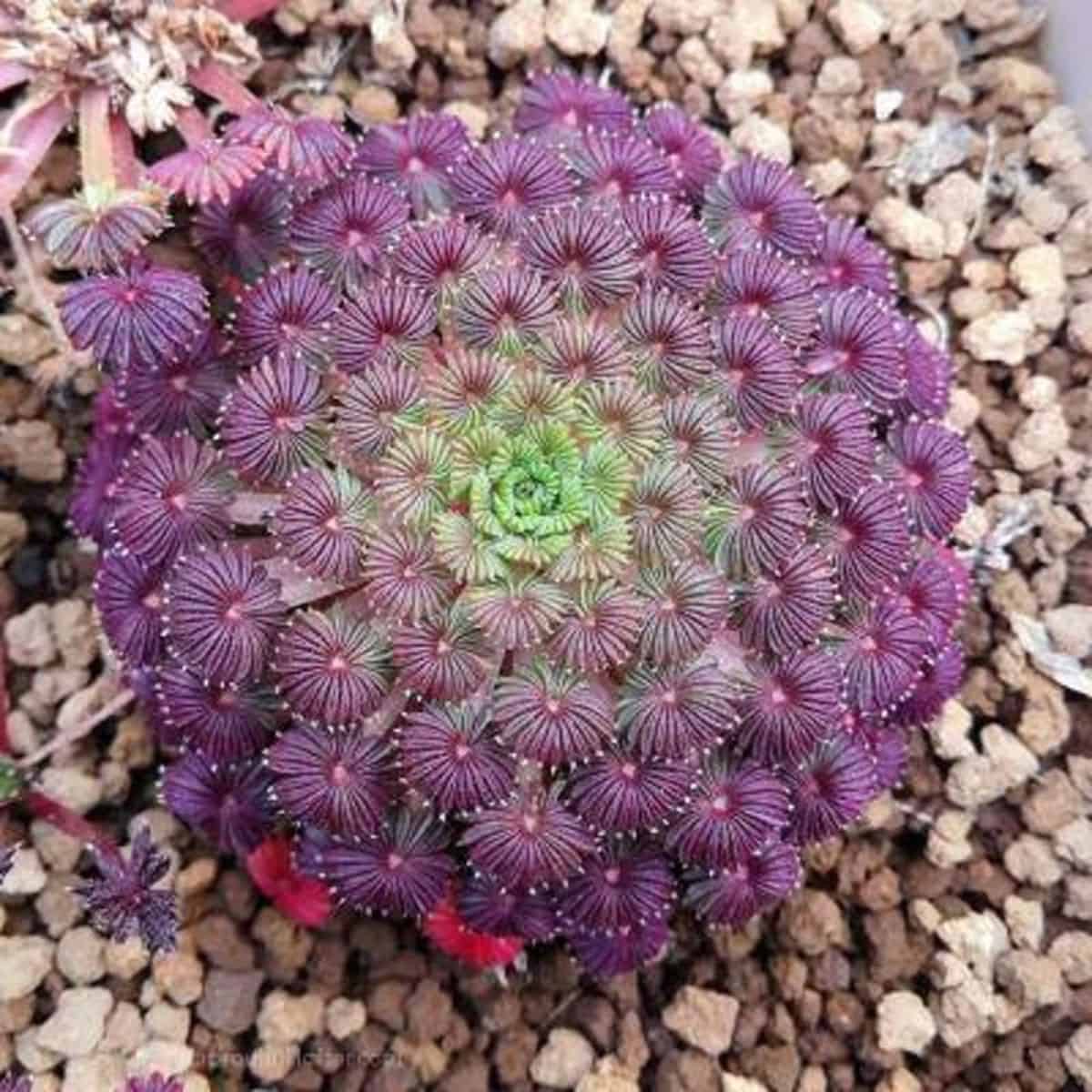 Beatiful Oxalis Palmifrons succulent in rocky soil.