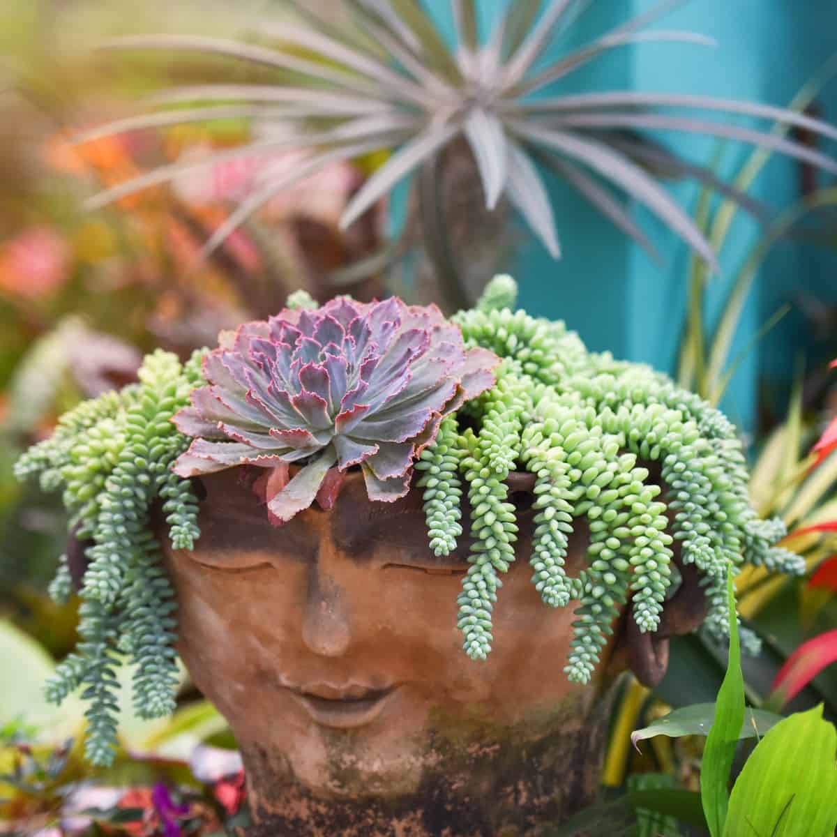 Fun head-shaped succulent planter growing beautiful succulents.