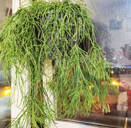 Rhipsalis Plants on Etsy