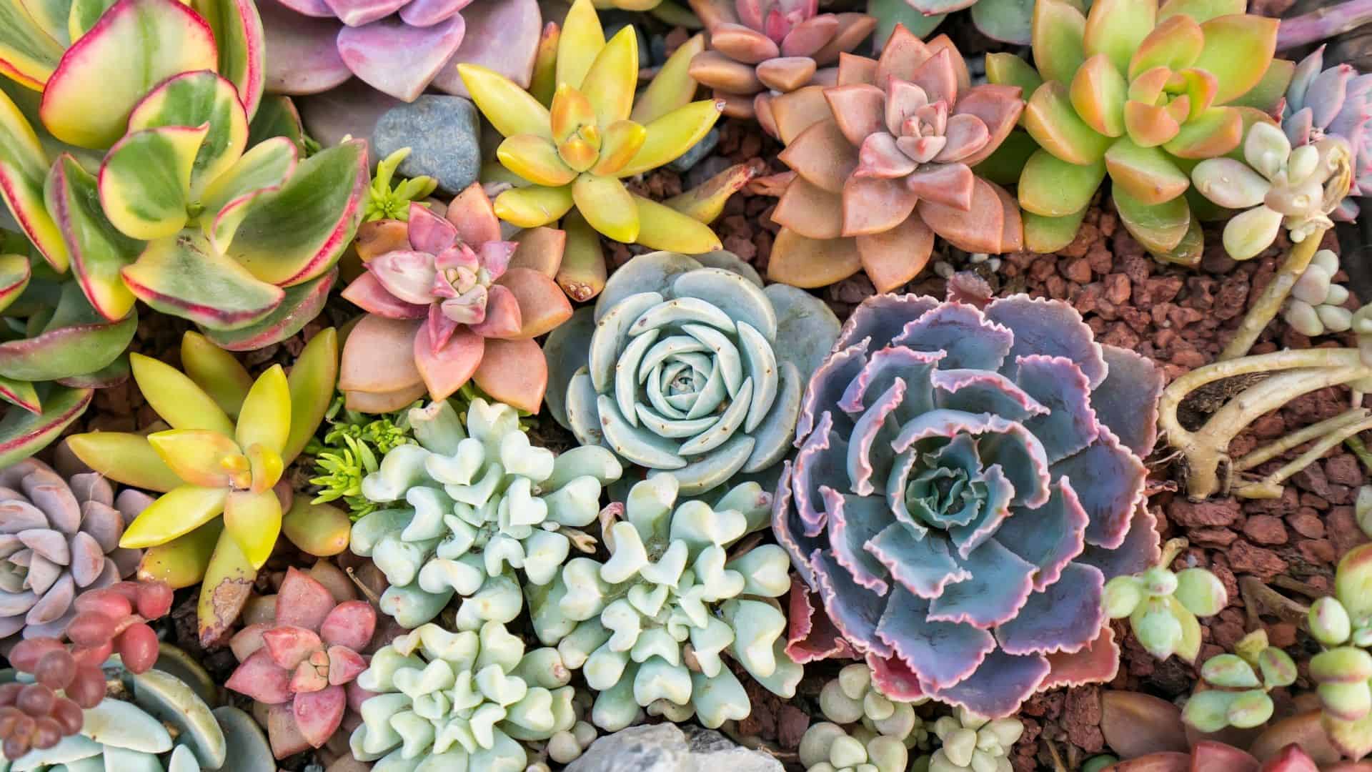 Mini Garden Starter Plants by The Succulent Cult NO Roots on Plants Great for Terrariums Succulents Plants Live 7 Live Succulent Cuttings 