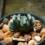 Haworthia truncate growing in a pot.