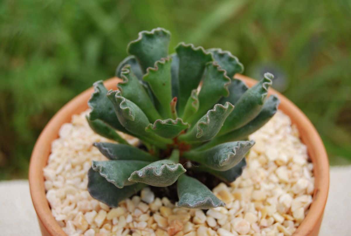 Adromischus cristatus growing in a pot close-up.