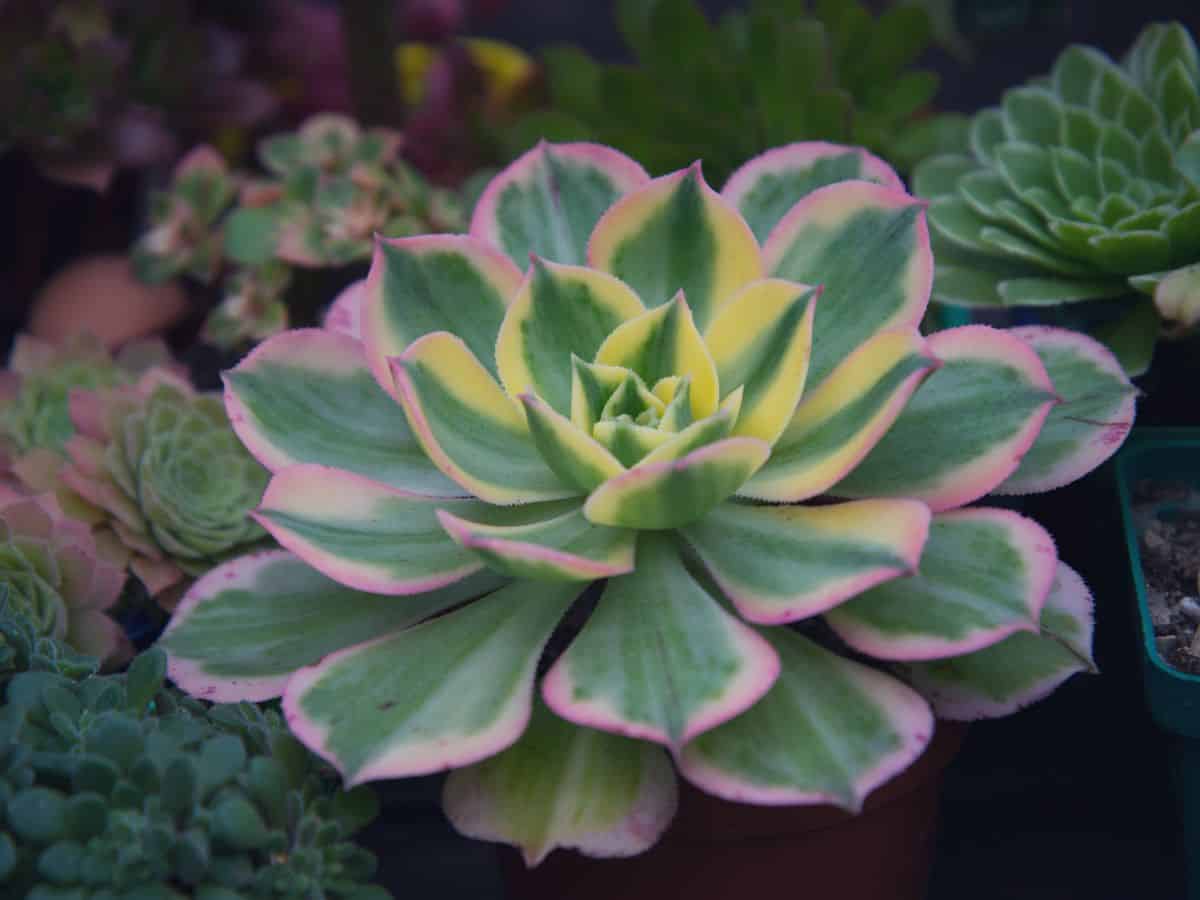 Aeonium 'Sunburst' close-up.