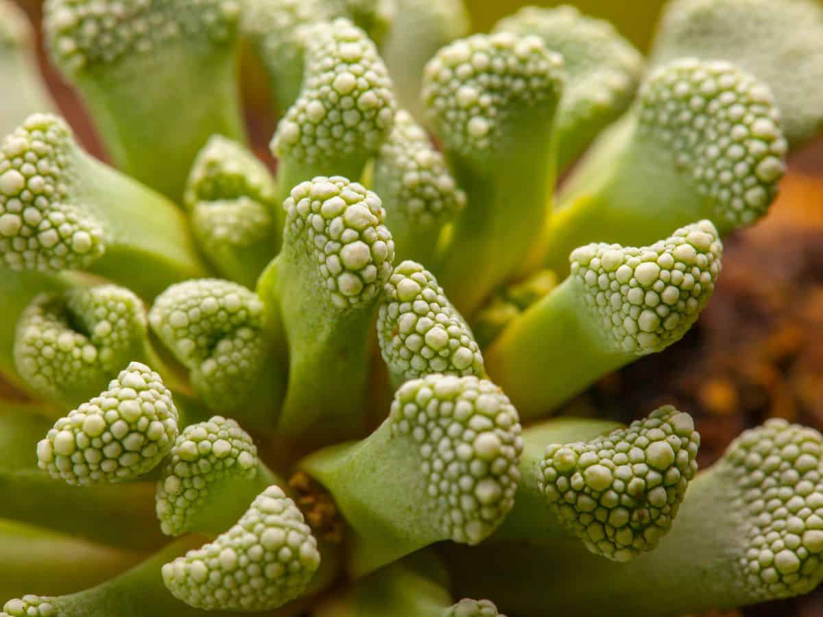 Aloinopsis succulent close-up.