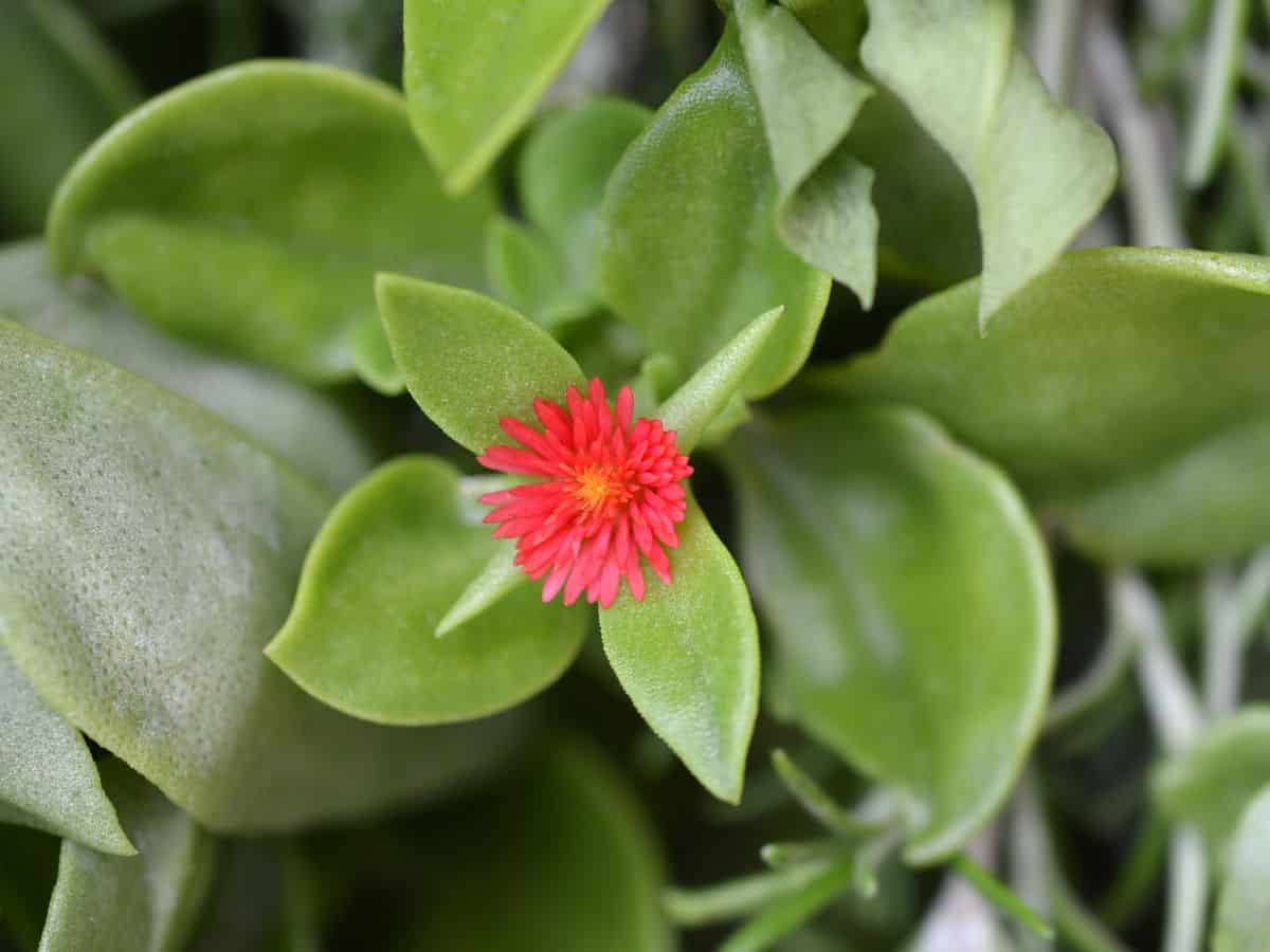 Flowering Baby Sun Rose close-up.