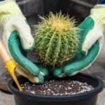 Hands with gloves holding a cactus over a black pot.