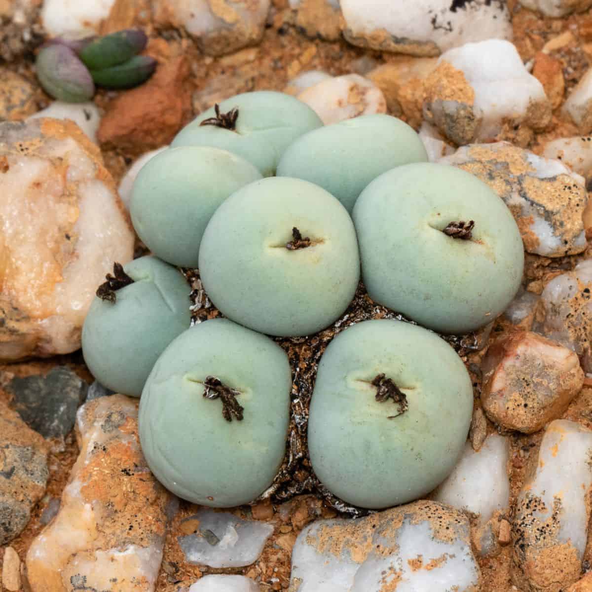 Conophytum calculus close-up.