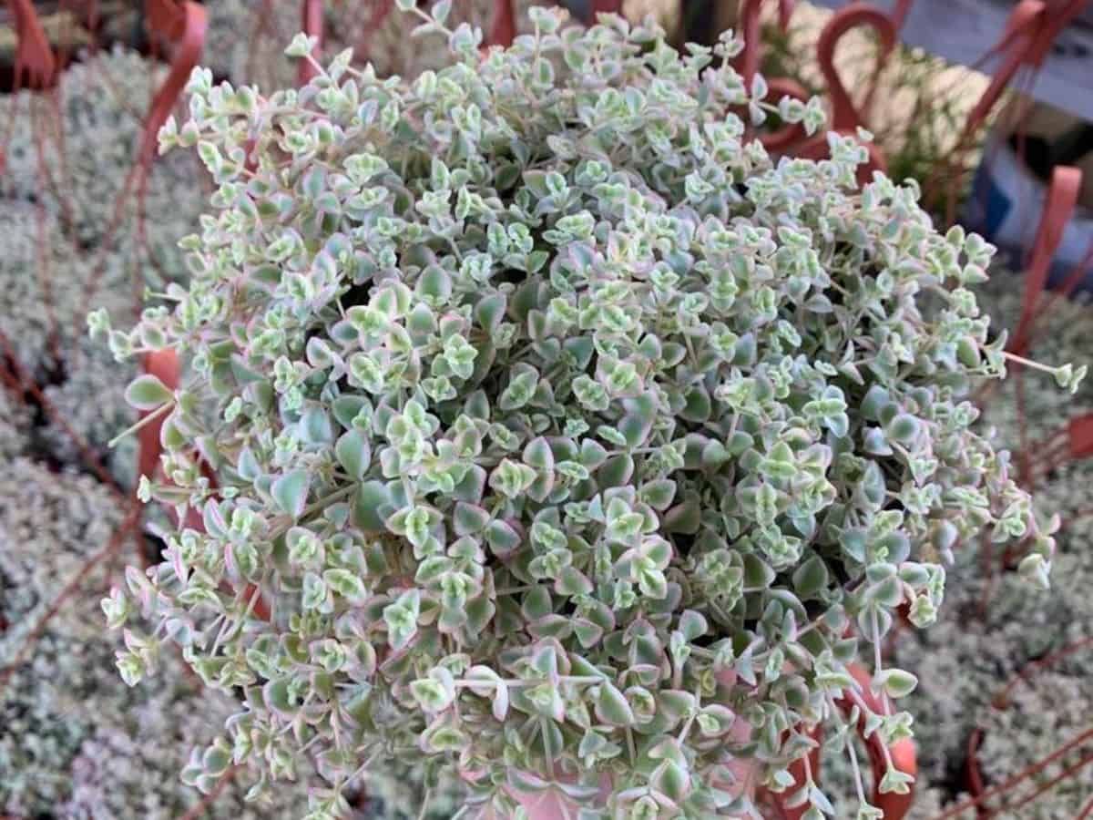 Sedum Little Missy close-up.