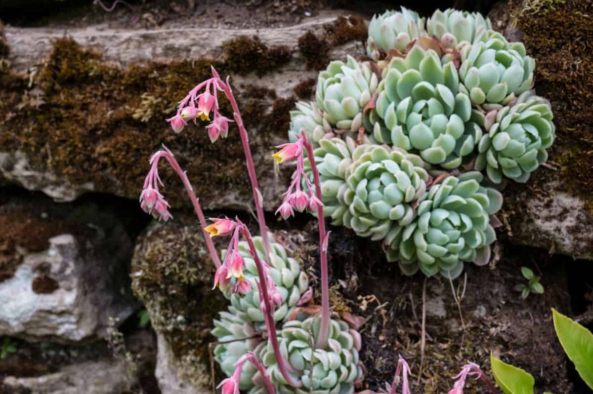 Blooming Echeveria Amoenas  succulent.